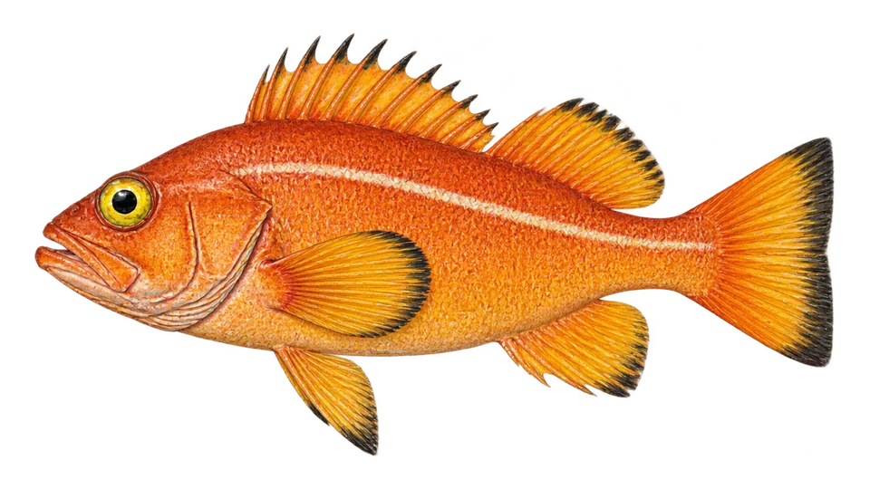 Scientific illustration of Yelloweye rockfish