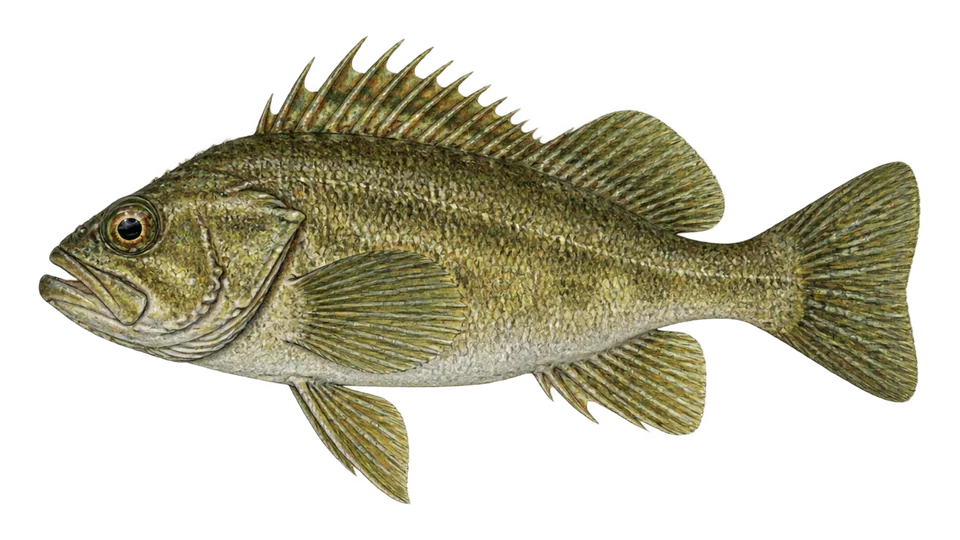 Ilustración científica de Rocote de olivo