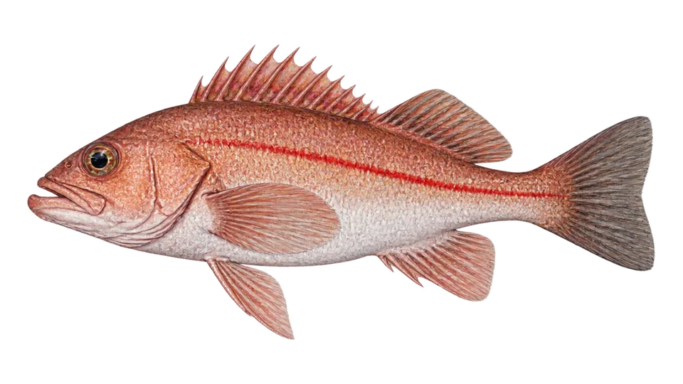 Scientific illustration of Chilipepper rockfish