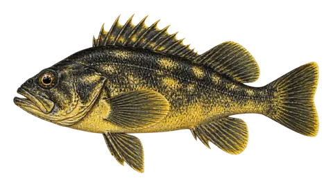 Illustration of Black-and-yellow rockfish