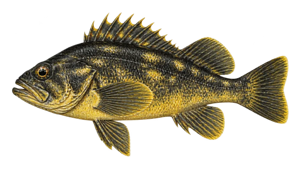 Scientific illustration of Black-and-yellow rockfish