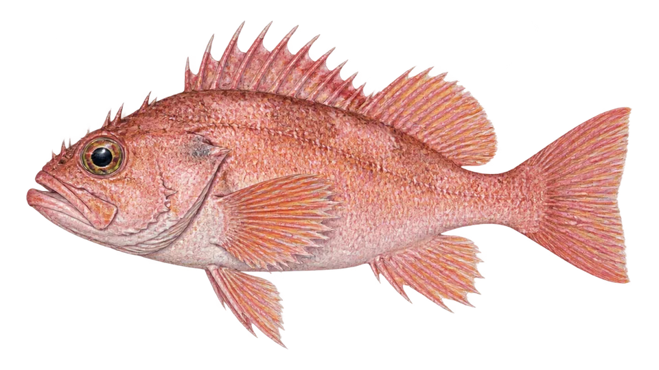 Scientific illustration of Pink rockfish