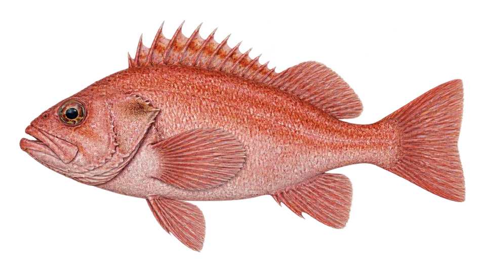 Scientific illustration of Rosy rockfish