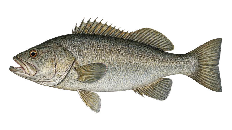 Scientific illustration of Argentine seabass