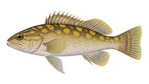 Ilustración de Jácome