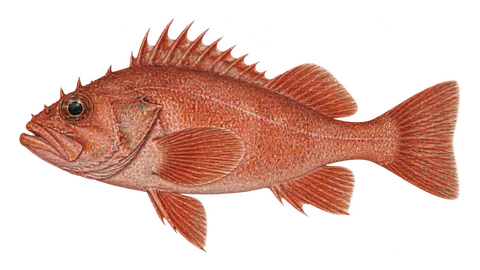 Illustration of Bank rockfish