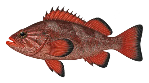 Illustration of Vermilion rockfish
