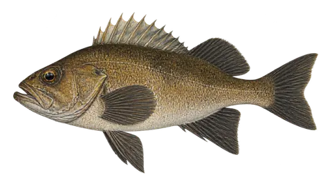 Illustration of Widow rockfish
