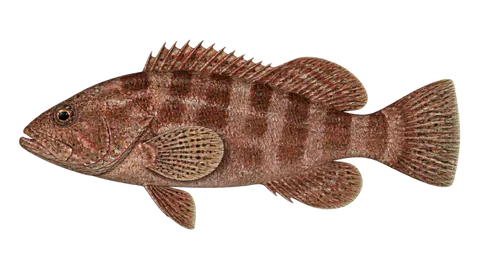 Ilustración de Guaseta