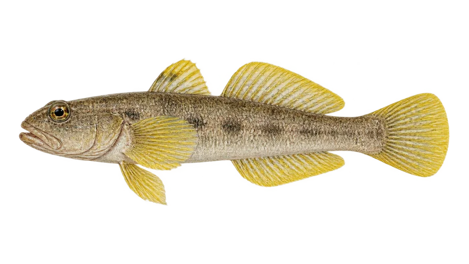 Scientific illustration of Yellowfin goby