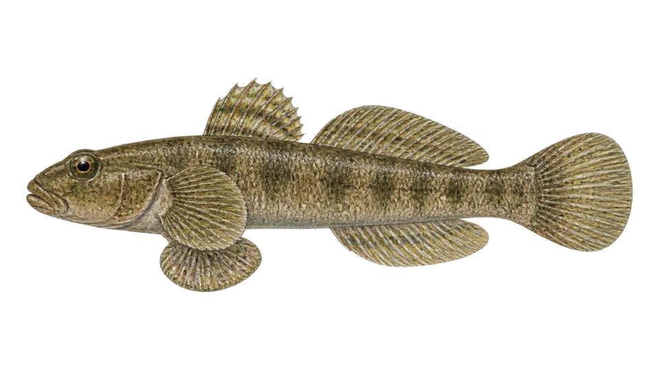 Ilustración científica de Gobio de río