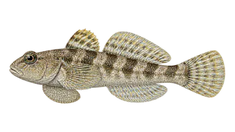 Ilustración de Gobião-dorso-claro