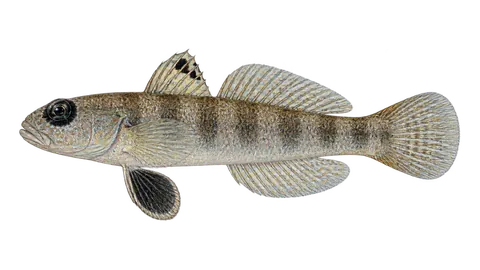 Illustration of Blackeye goby