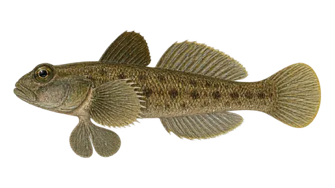 Illustration of Panamic frillfin
