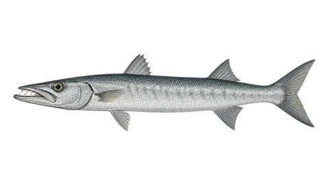 Ilustración de Guaguanche