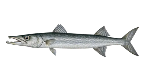 Illustration of Southern sennet