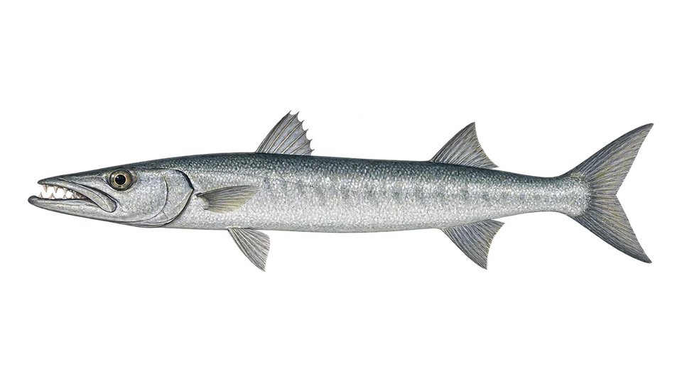 Scientific illustration of Guachanche barracuda