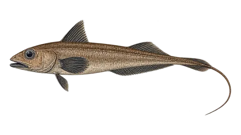 Illustration of Ridge scaled rattail