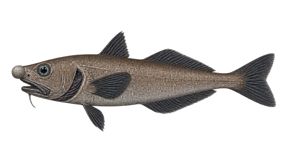 Scientific illustration of Roundnose grenadier