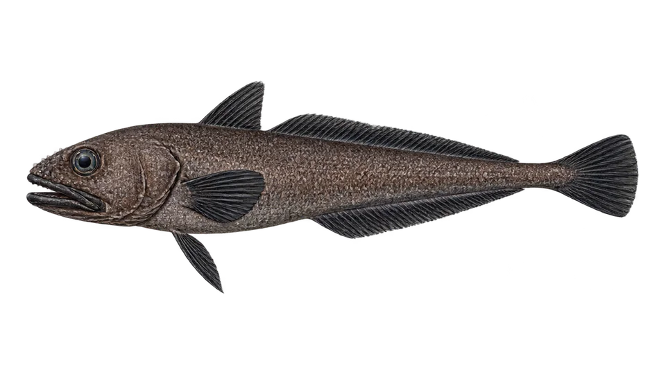 Scientific illustration of Whitson's grenadier