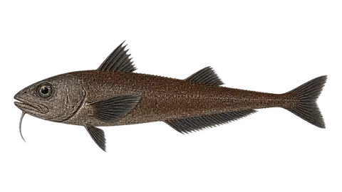 Illustration of Pacific grenadier