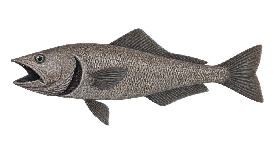 Scientific illustration of Giant grenadier