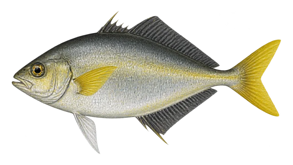 Scientific illustration of Shortjaw leatherjacket
