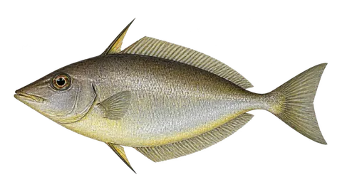 Illustration of Longjaw leatherjacket