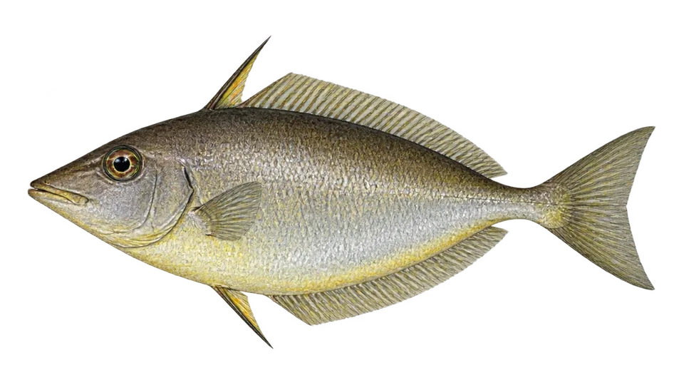 Scientific illustration of Longjaw leatherjacket