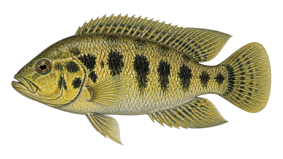 Scientific illustration of False yellowjacket cichlid