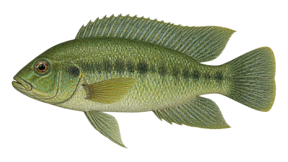Ilustración científica de Mojarra de Sinaloa