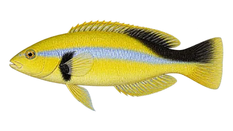 Illustration of Yellowhead wrasse