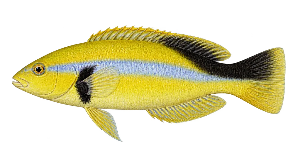 Scientific illustration of Yellowhead wrasse