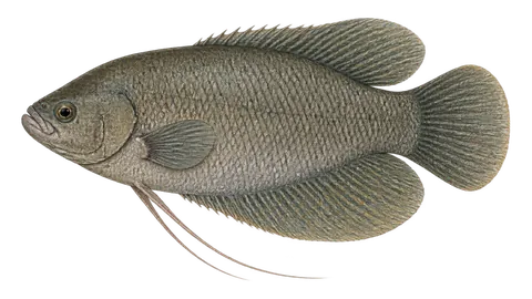 Ilustración de Gurami gigante