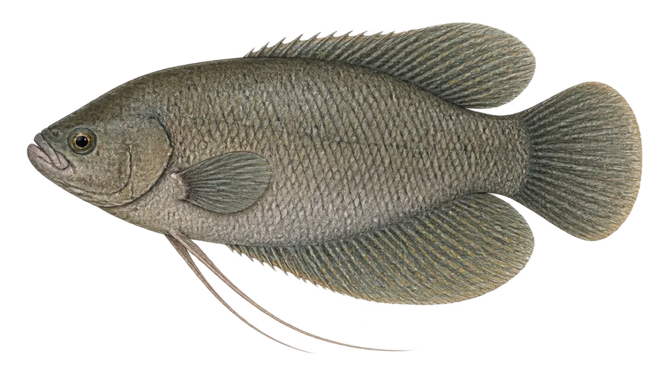 Ilustración científica de Gurami gigante