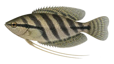 Ilustración de Gurami piel de serpiente