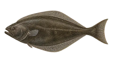 Illustration of Pacific halibut