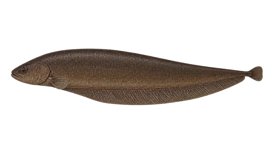 Scientific illustration of Itoui
