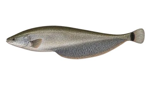 Ilustración de Morenita
