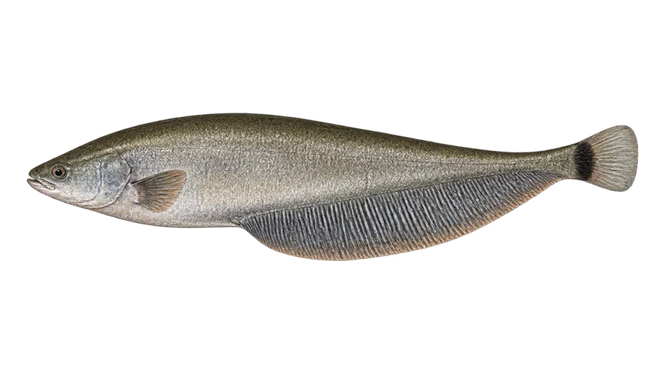 Scientific illustration of Itui-grande