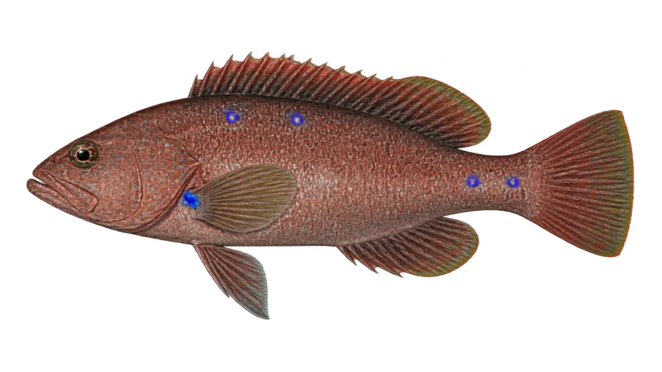 Scientific illustration of Pacific creole-fish