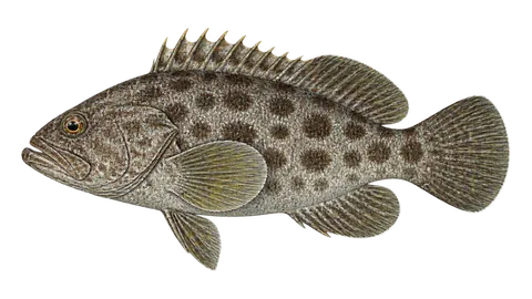 Ilustración de Cabrilla panameña