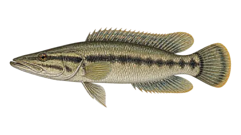Illustration of Ringtail pike cichlid