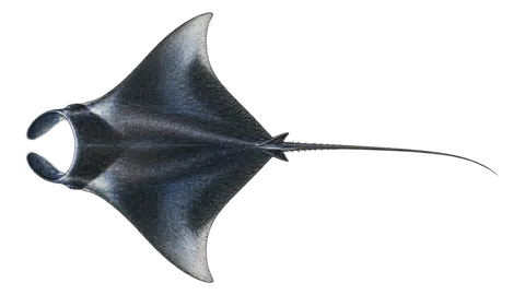 Ilustración de Manta de espina