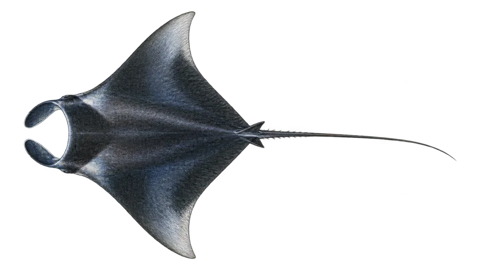 Scientific illustration of Spinetail devil ray