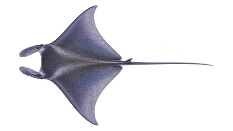 Illustration of Munk's pygmy devil ray