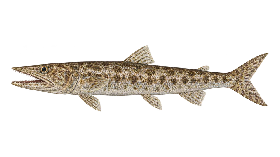 Scientific illustration of Inshore lizardfish
