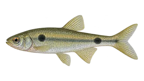 Illustration of Twospot lebiasina