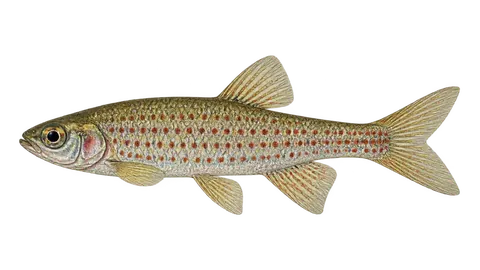 Illustration of Lebiasina-de-muitas-manchas