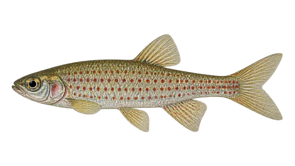Scientific illustration of Lebiasina-de-muitas-manchas